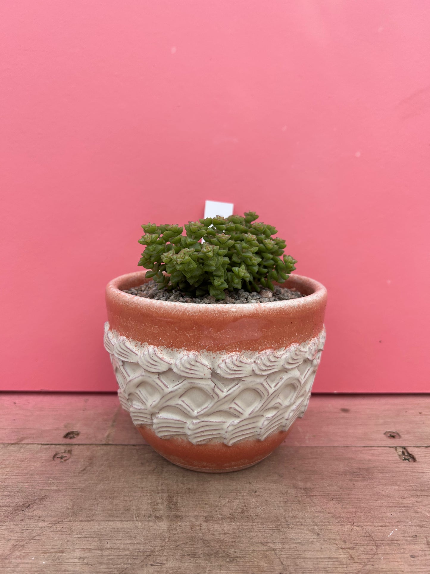Crassula in Vintage Pot (100)