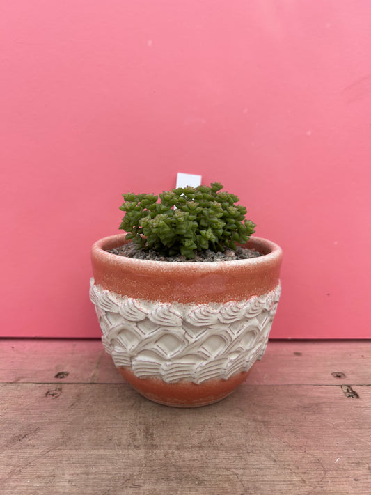 Crassula in Vintage Pot (100)