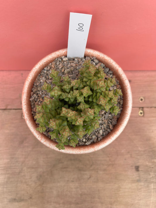 Crassula in Vintage Pot (100)