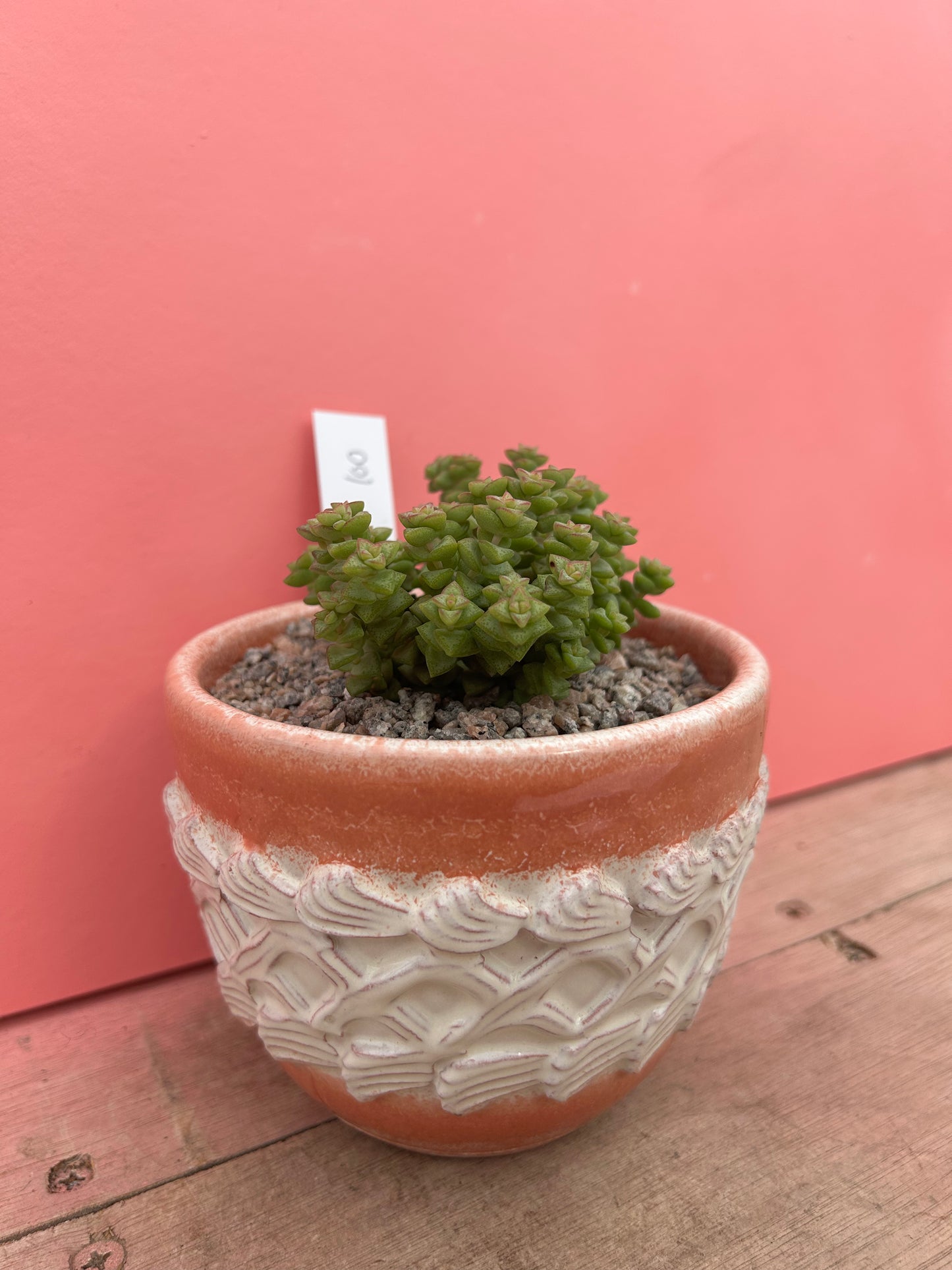 Crassula in Vintage Pot (100)