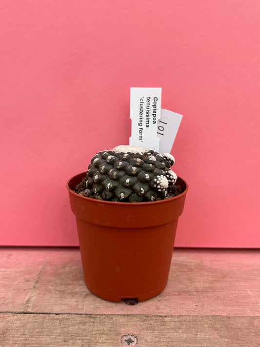 Copiapoa tenuissima 'clumping form' (101)