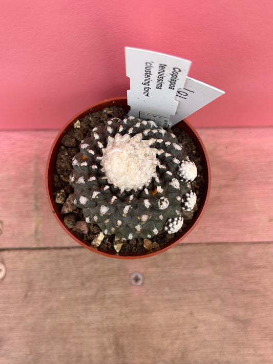 Copiapoa tenuissima 'clumping form' (101)