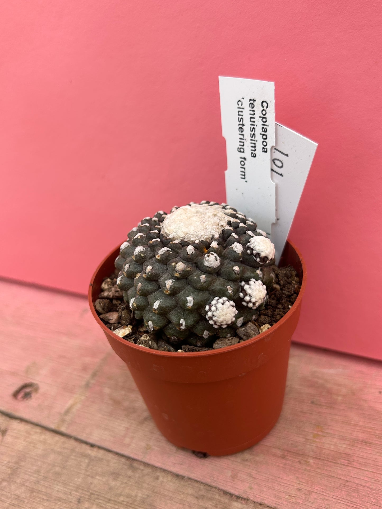 Copiapoa tenuissima 'clumping form' (101)
