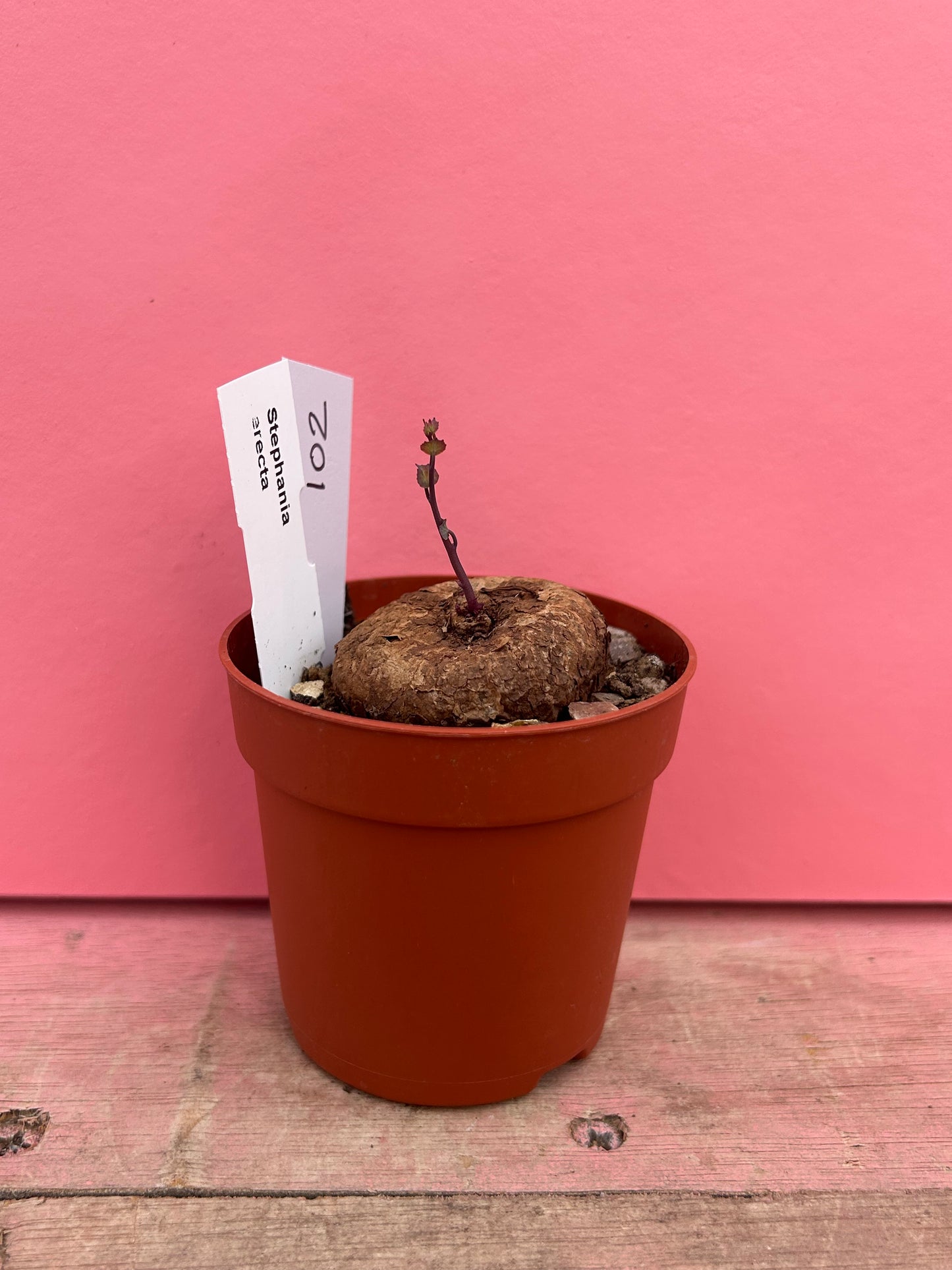 Stephania erecta (102)