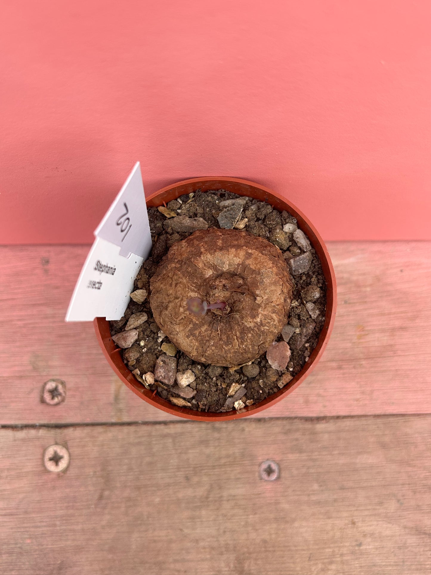 Stephania erecta (102)