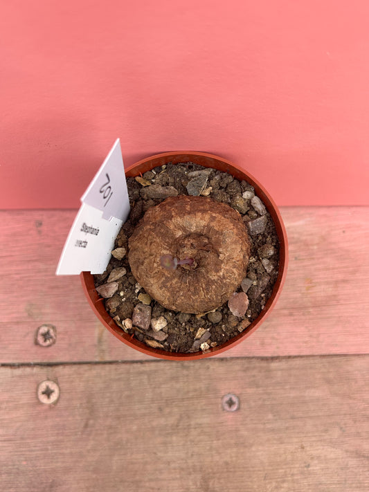 Stephania erecta (102)