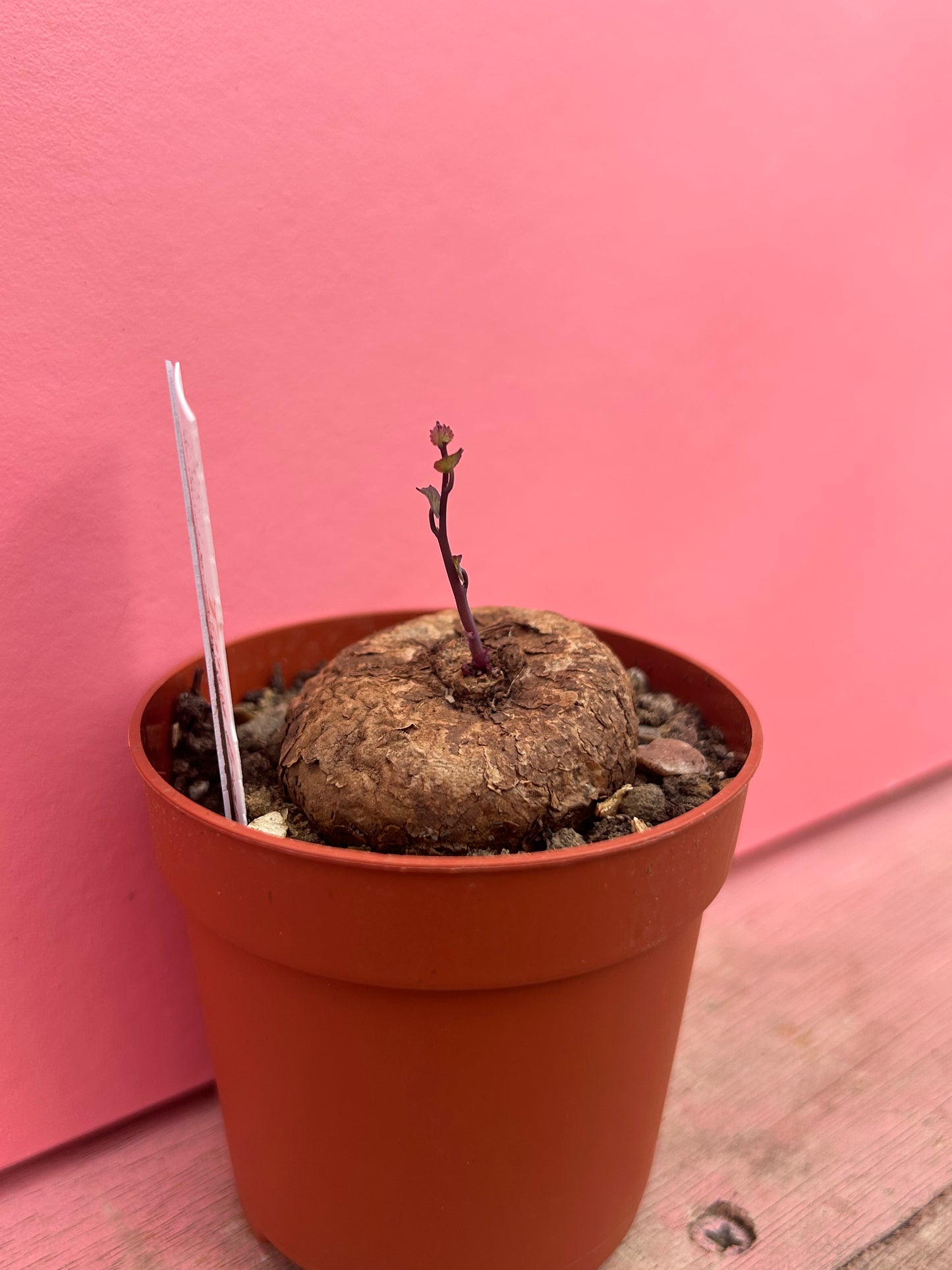 Stephania erecta (102)