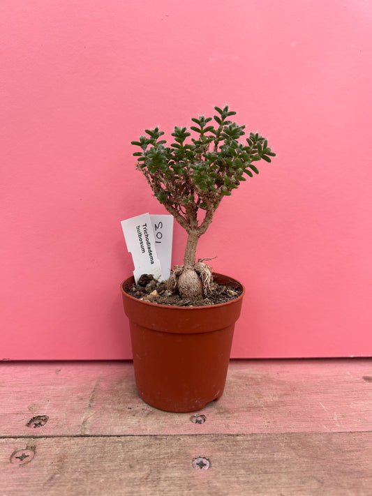 Trichodiadema bulbosum (103)