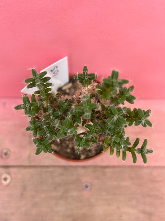 Trichodiadema bulbosum (103)