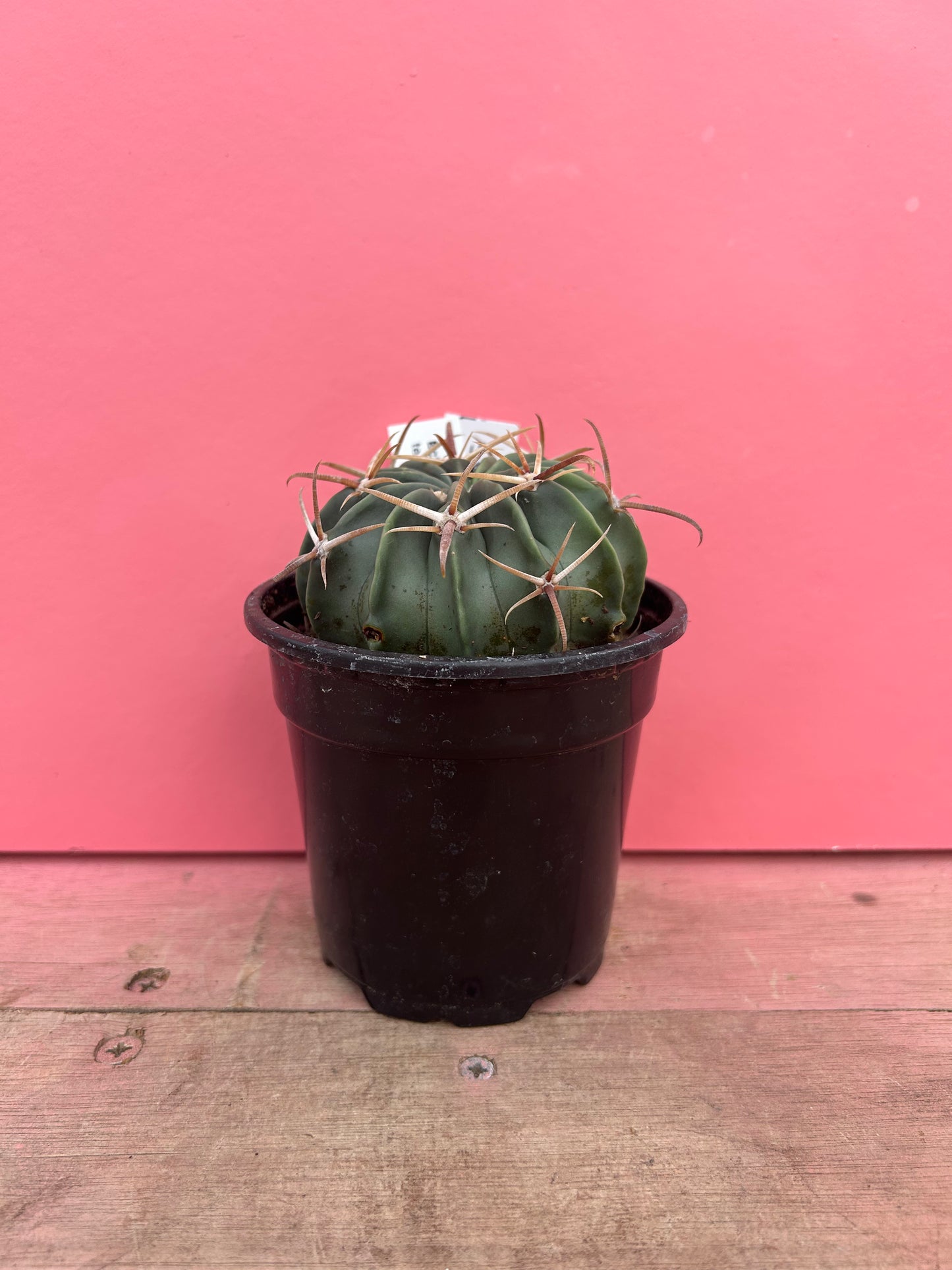 Echinocactus texensis (105)