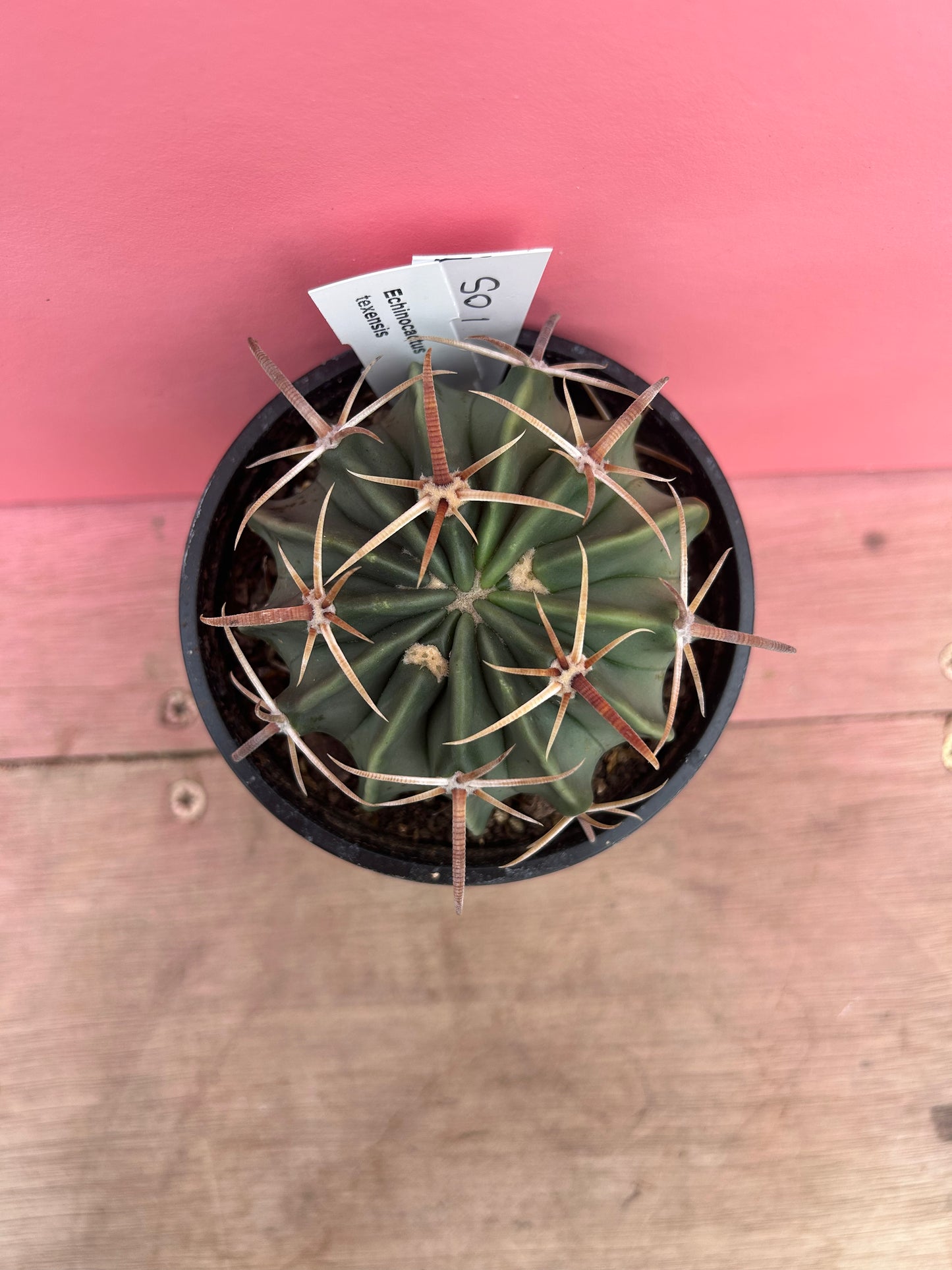 Echinocactus texensis (105)