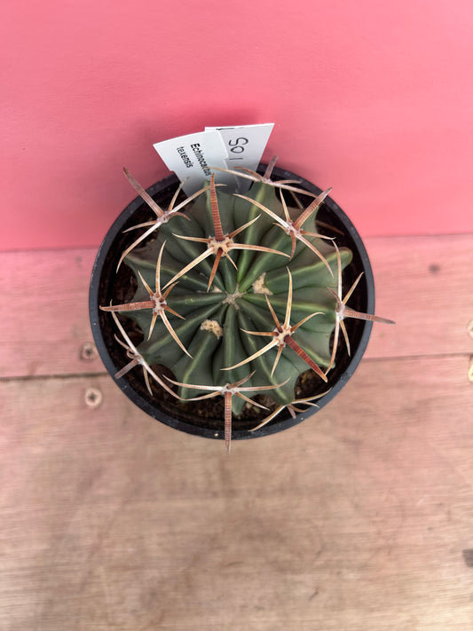Echinocactus texensis (105)