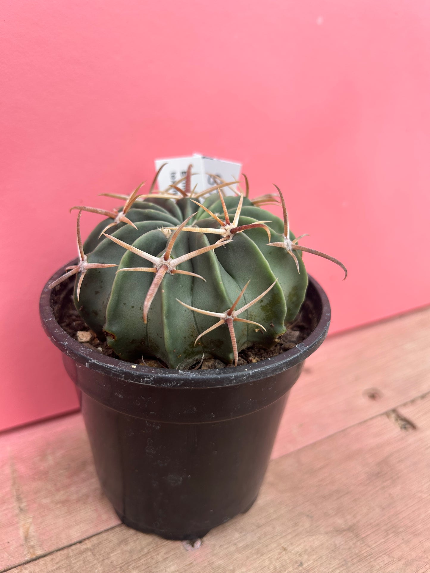 Echinocactus texensis (105)