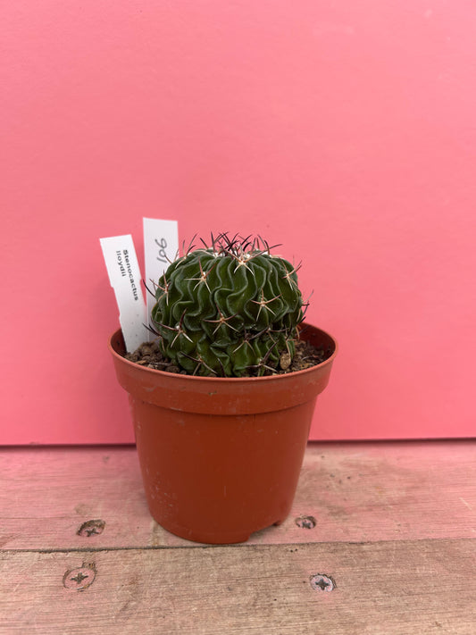 Stenocactus lloydii 'Fossil Cactus' (106)