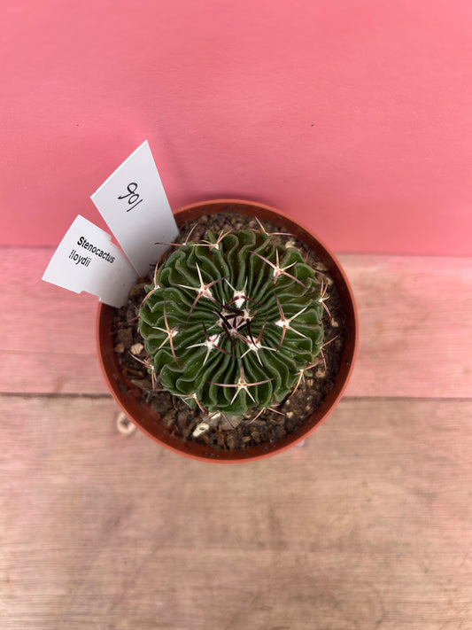 Stenocactus lloydii 'Fossil Cactus' (106)