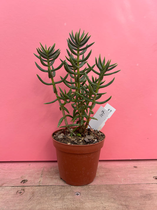 Crassula tetragona 'miniature pine tree' (107)
