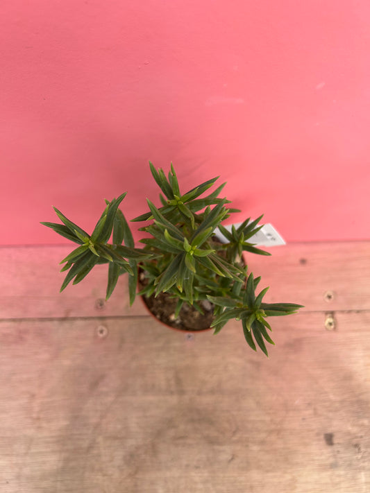 Crassula tetragona 'miniature pine tree' (107)