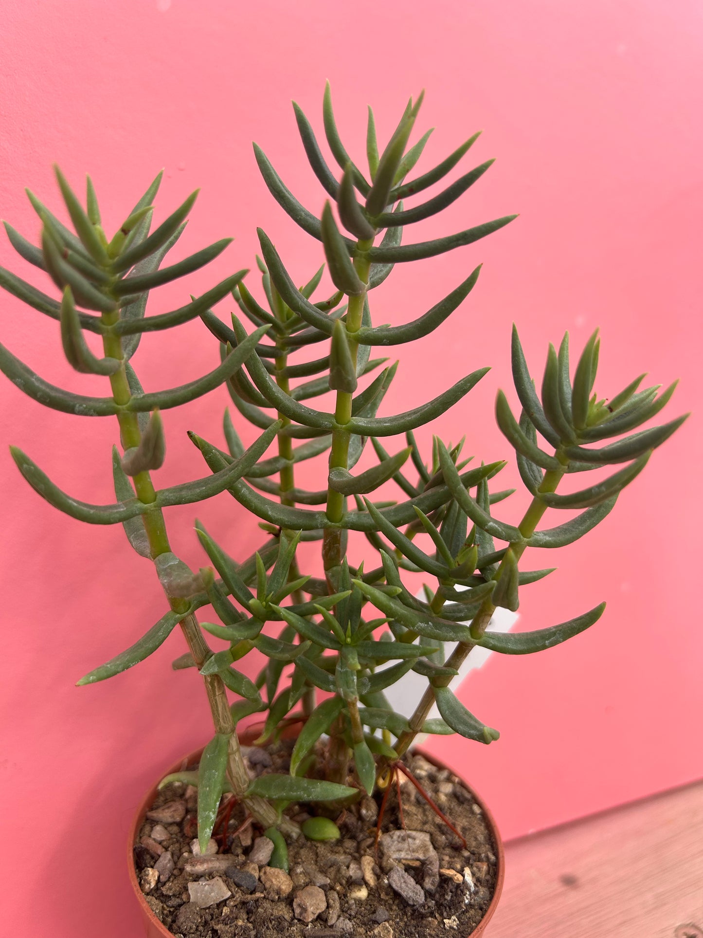 Crassula tetragona 'miniature pine tree' (107)