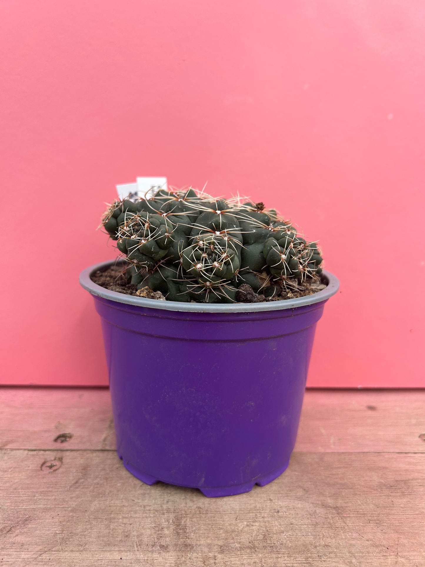 Gymnocalycium baldianum (108)