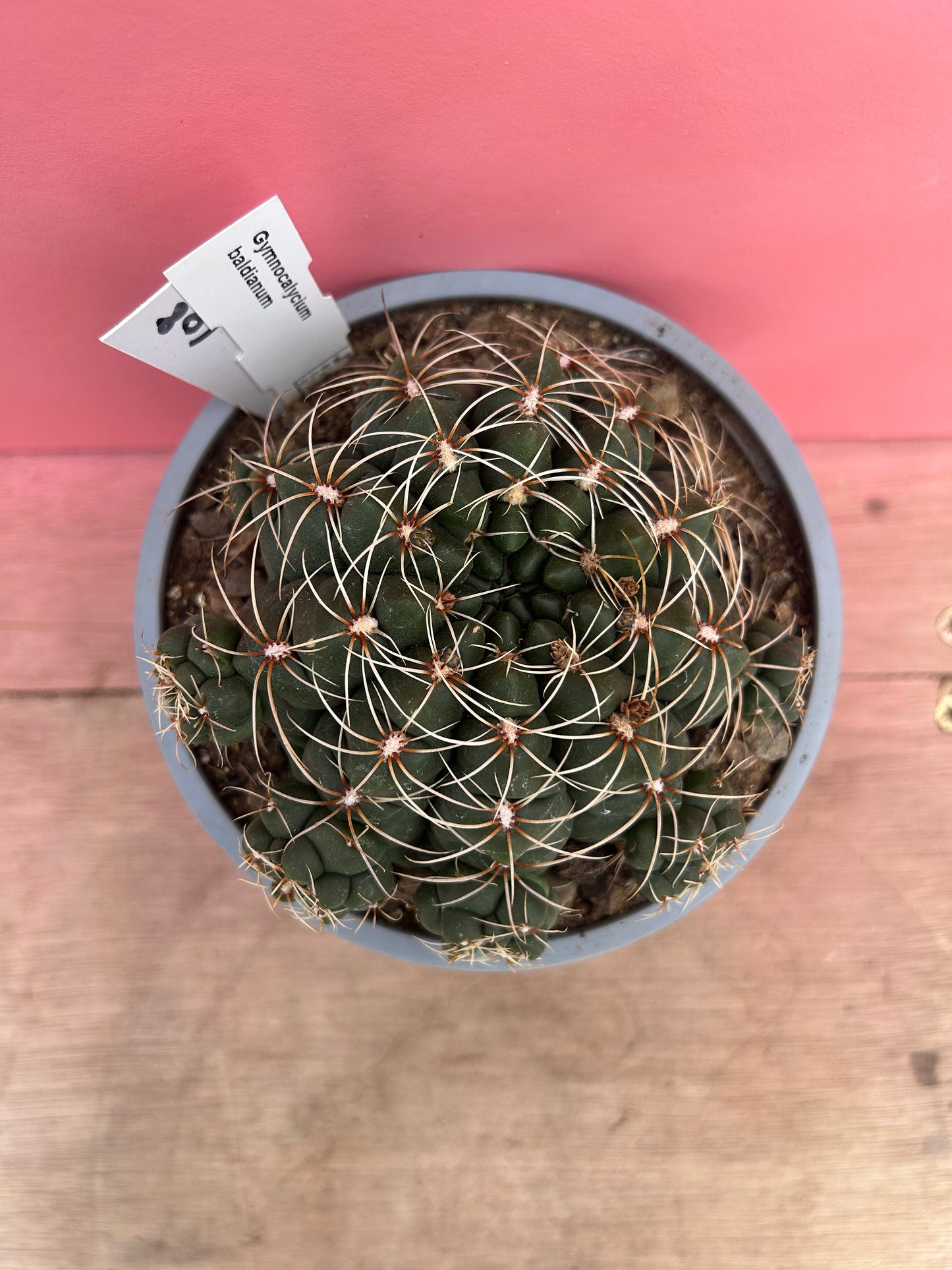 Gymnocalycium baldianum (108)