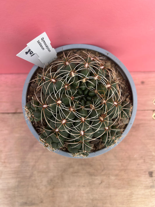 Gymnocalycium baldianum (108)