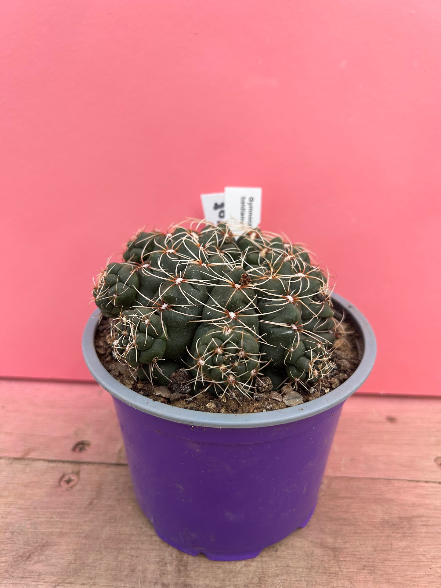 Gymnocalycium baldianum (108)