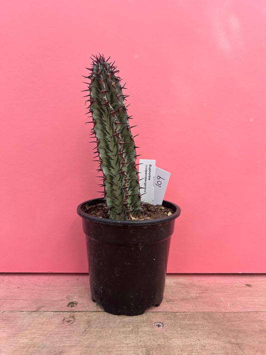 Euphorbia zoutpansbergensis (109)