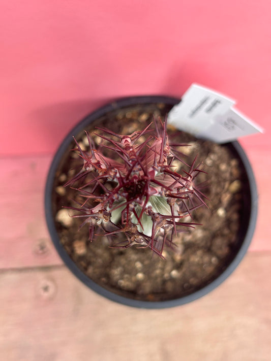 Euphorbia zoutpansbergensis (109)