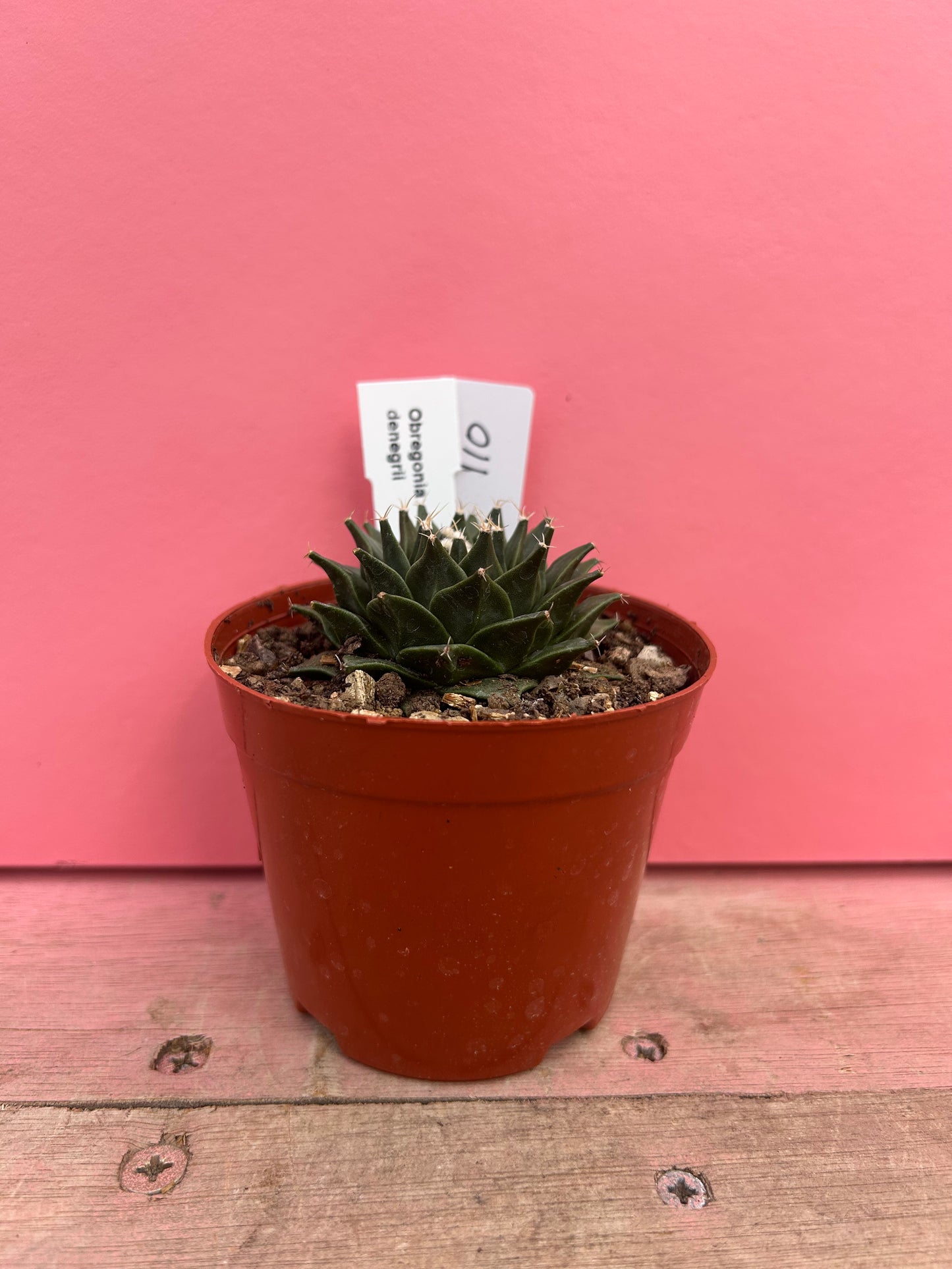 Obregonia denegrii (110)