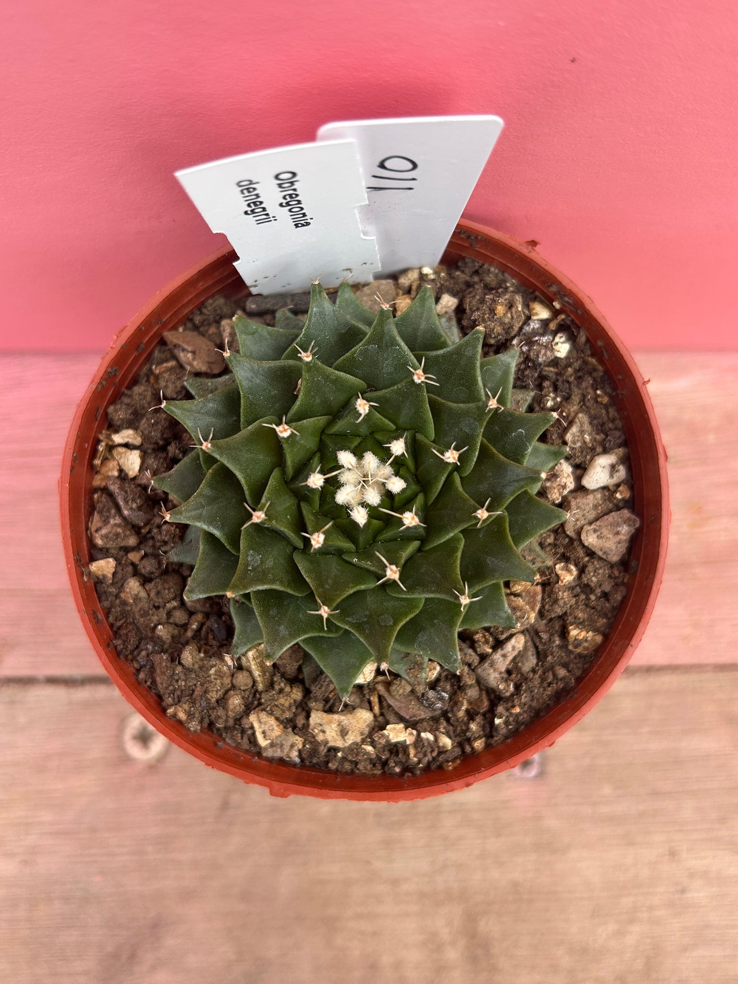 Obregonia denegrii (110)