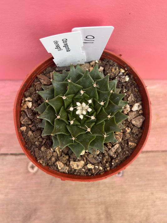 Obregonia denegrii (110)