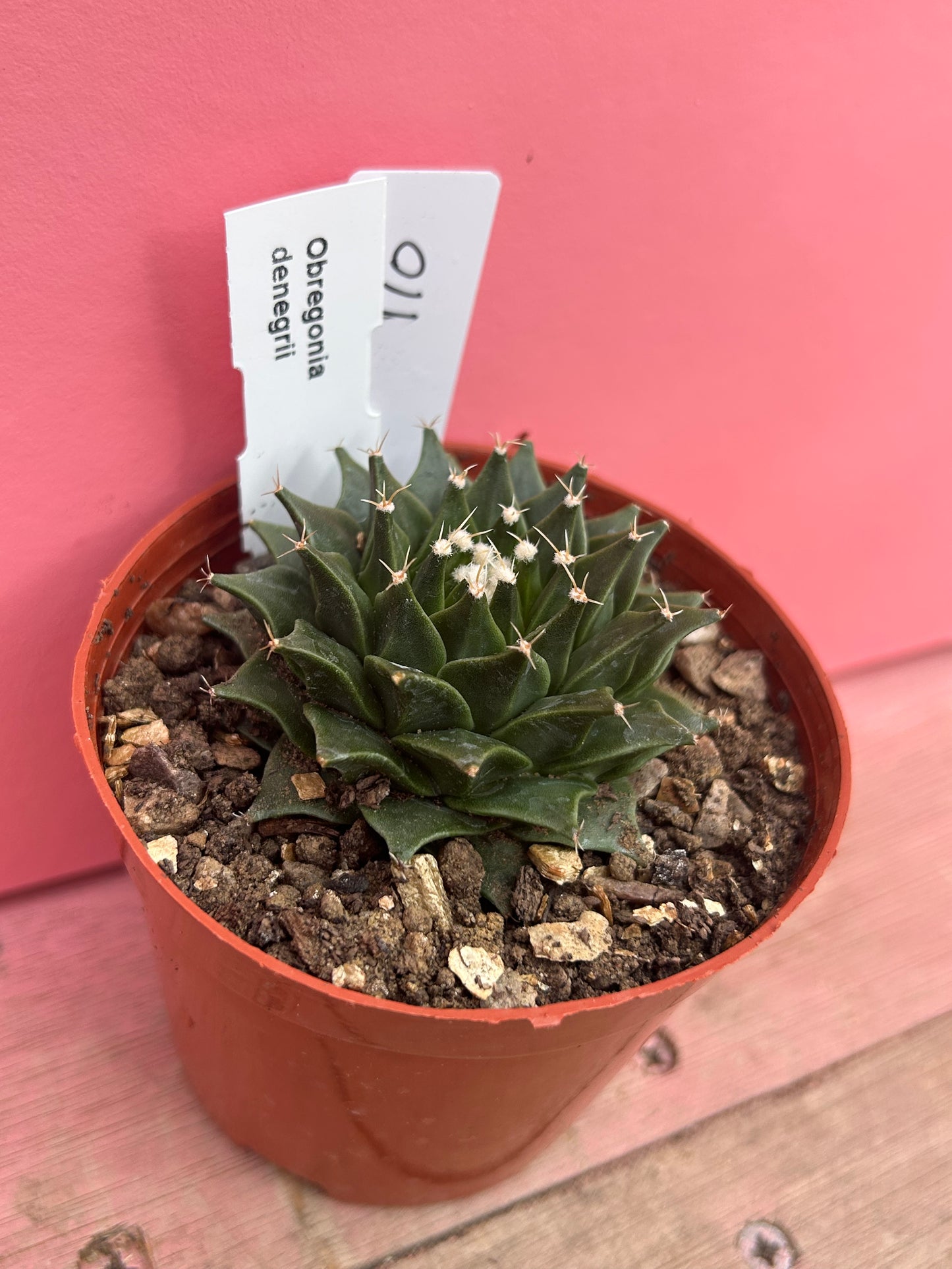 Obregonia denegrii (110)