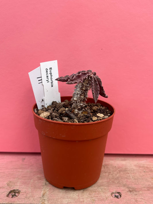 Euphorbia decaryi (111)