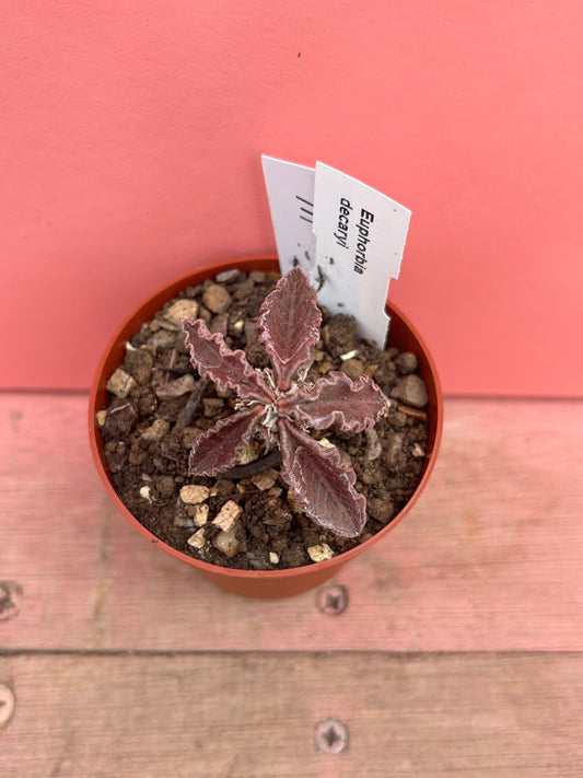 Euphorbia decaryi (111)