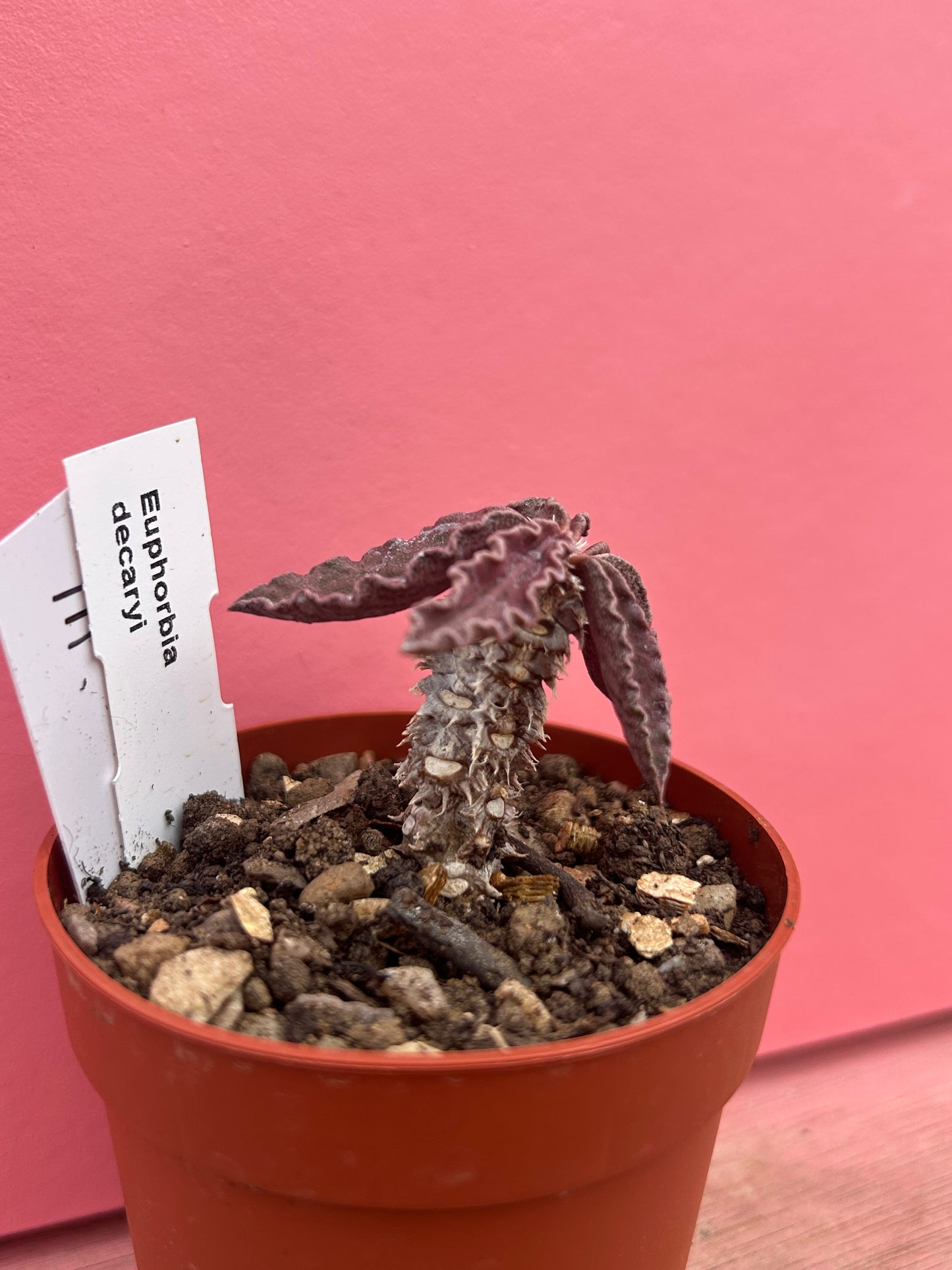 Euphorbia decaryi (111)
