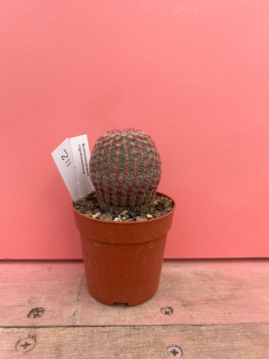 Echinocereus rigidissimus (112)