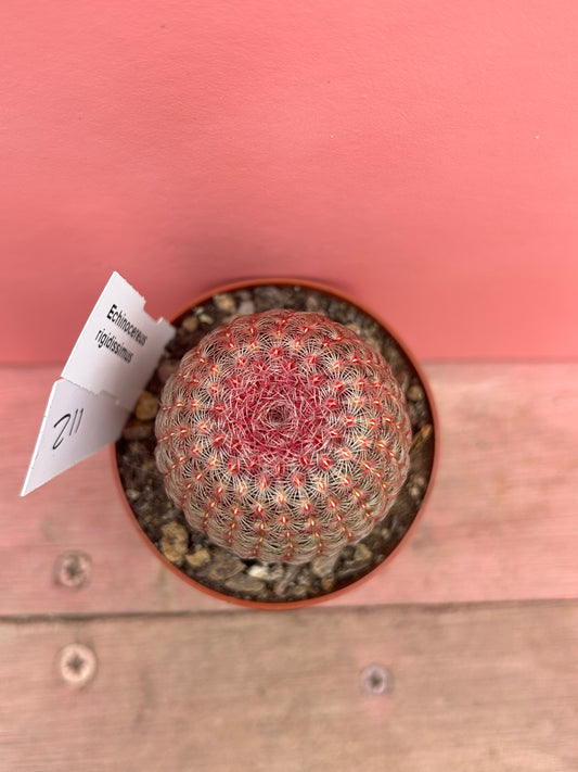 Echinocereus rigidissimus (112)