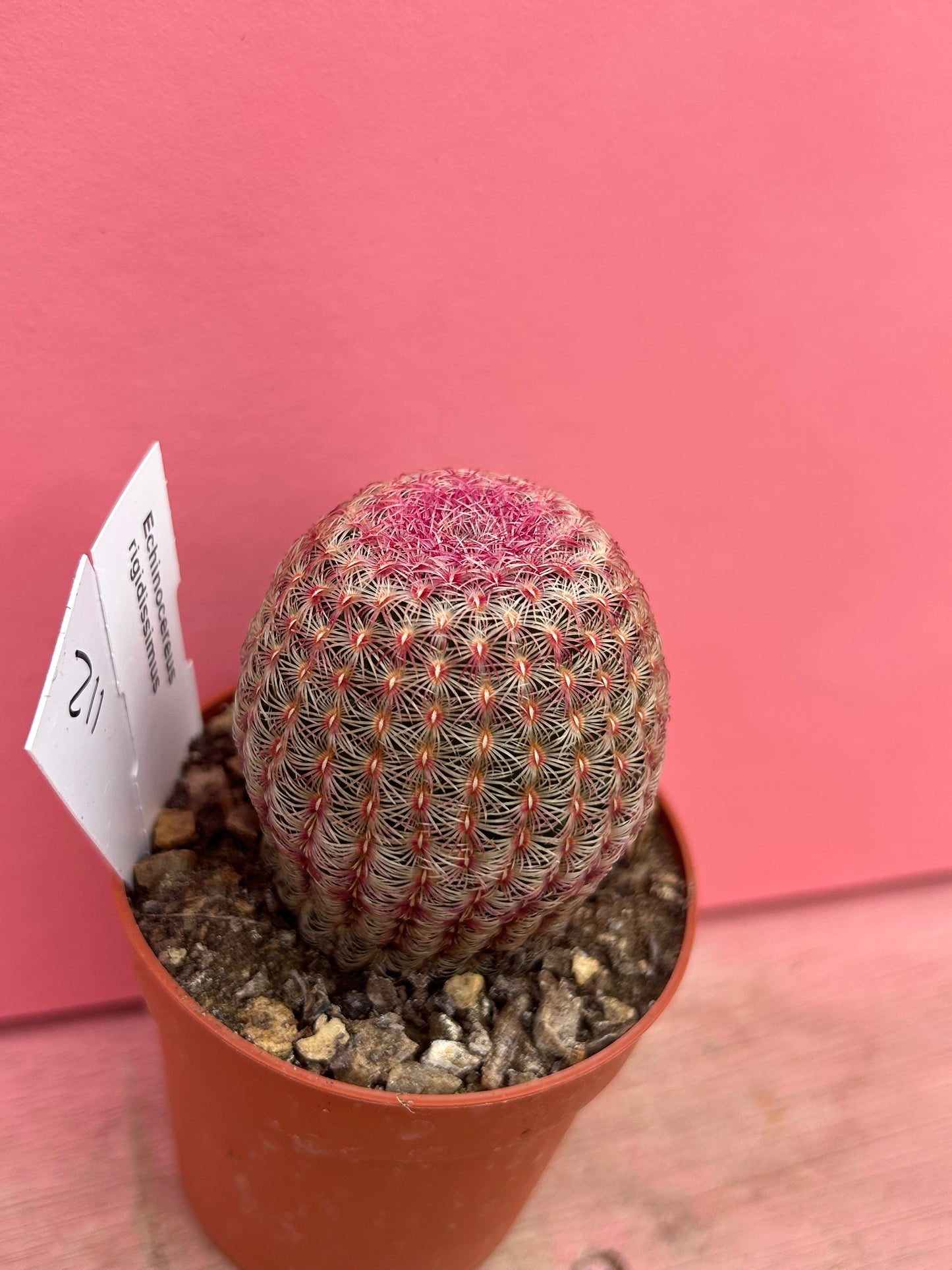 Echinocereus rigidissimus (112)