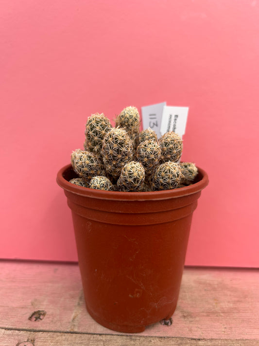 Escobaria minima (113)