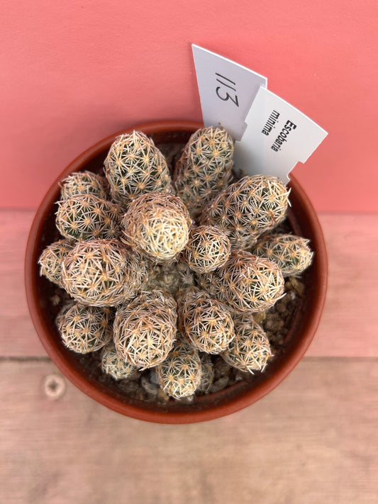Escobaria minima (113)