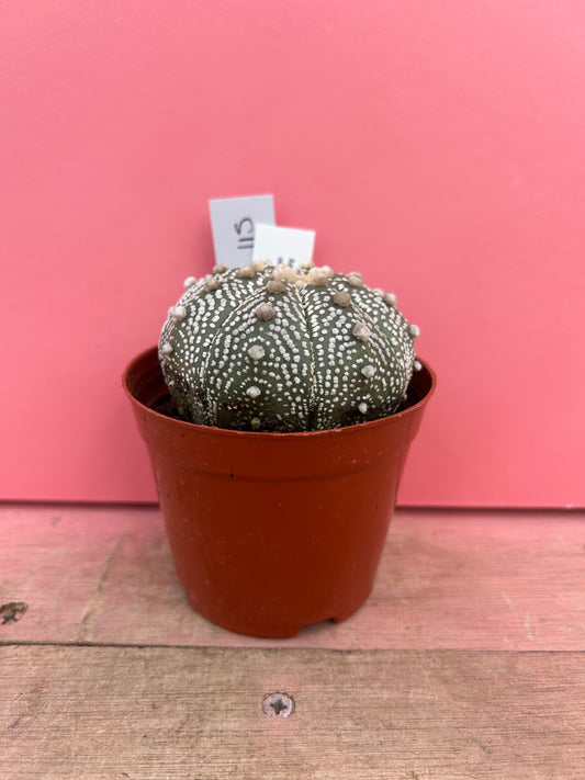 Astrophytum asterias (115)