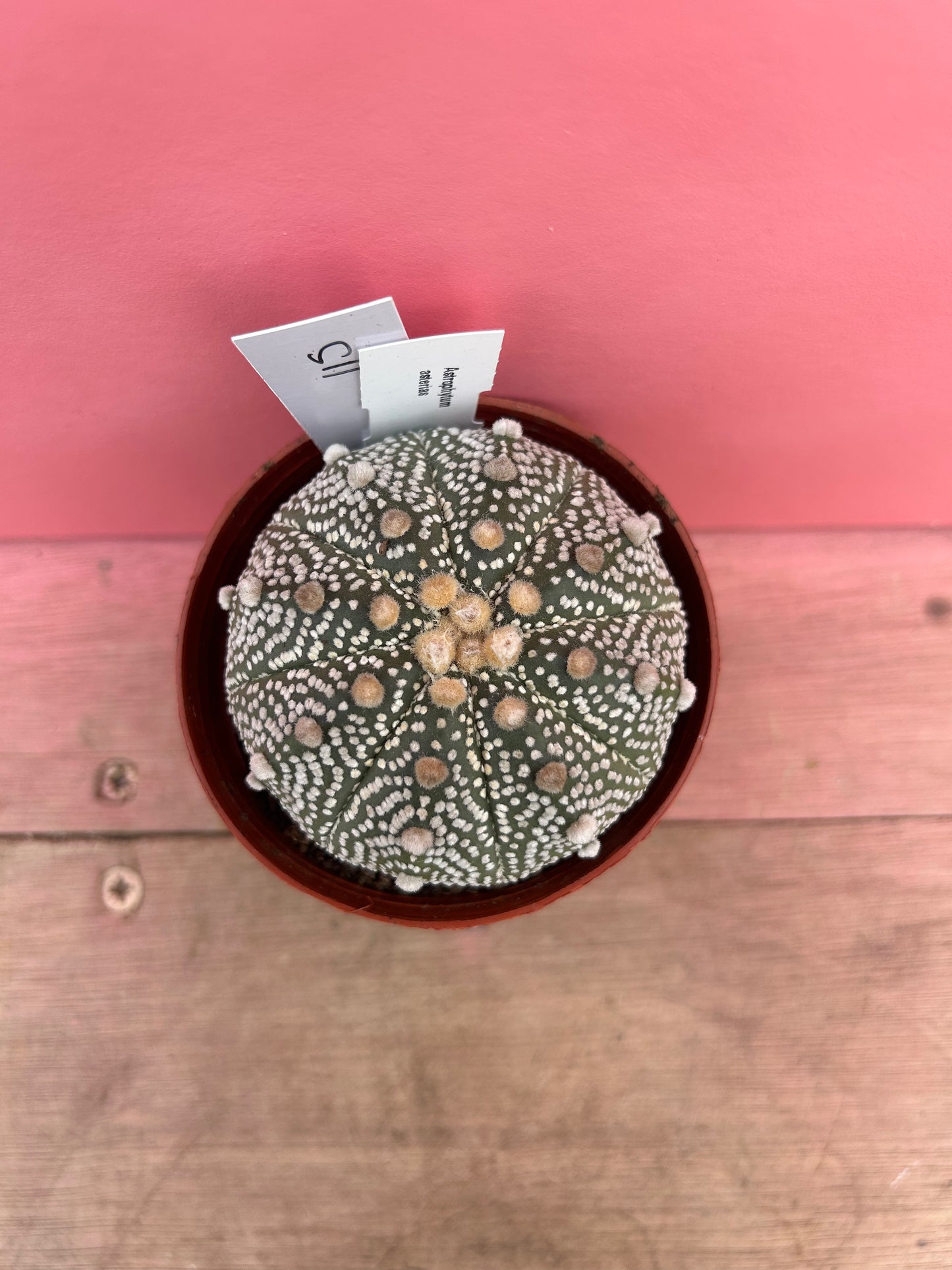 Astrophytum asterias (115)