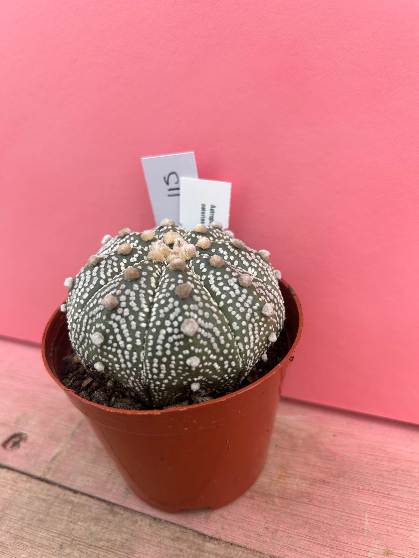 Astrophytum asterias (115)
