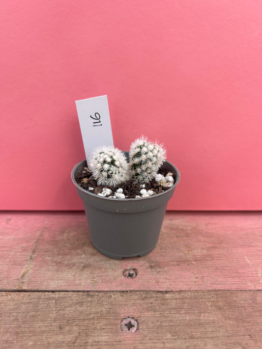 Mammillaria 'Snowflake' (116)