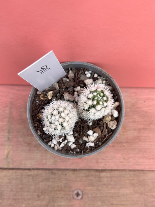 Mammillaria 'Snowflake' (116)