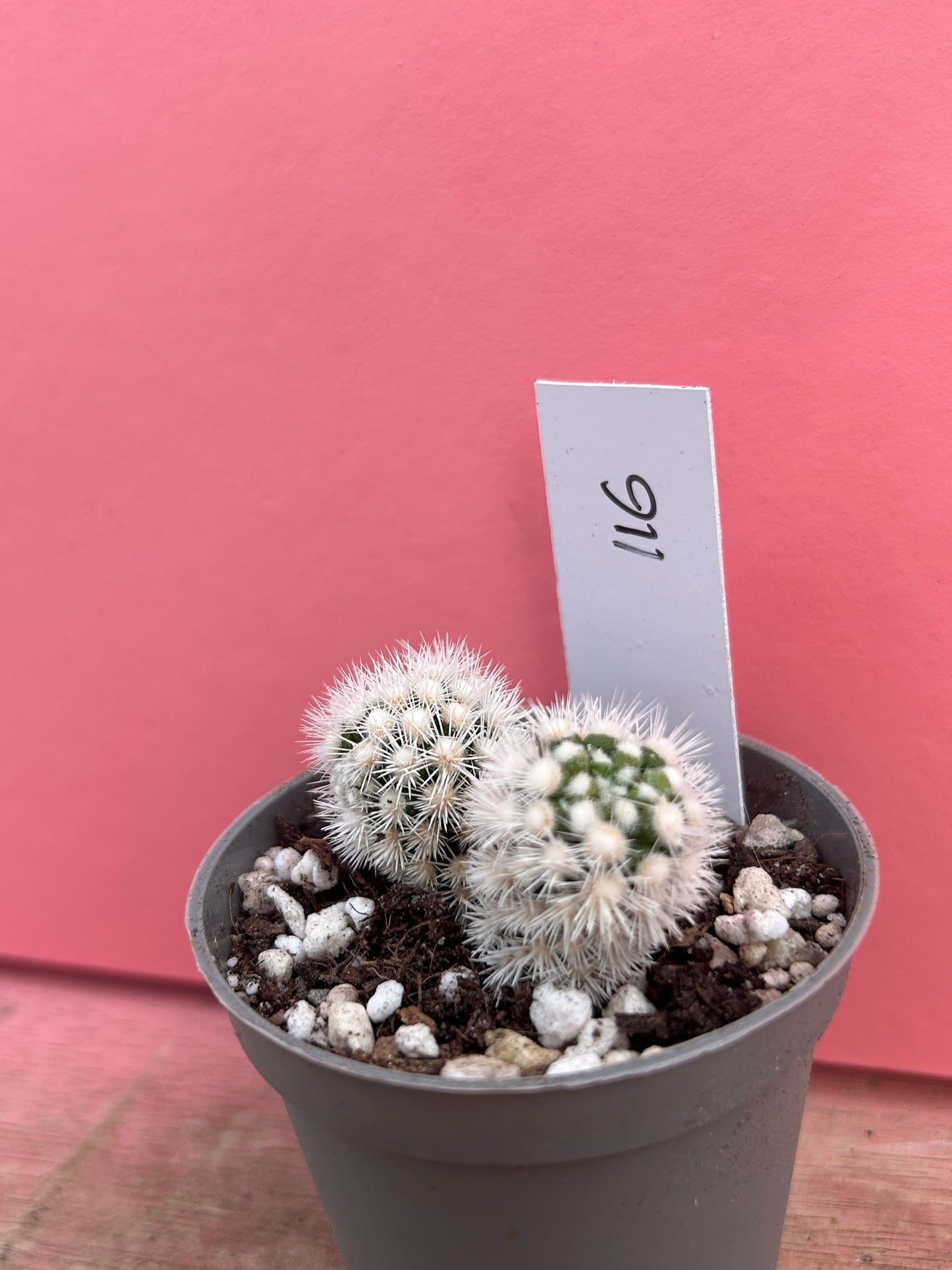 Mammillaria 'Snowflake' (116)