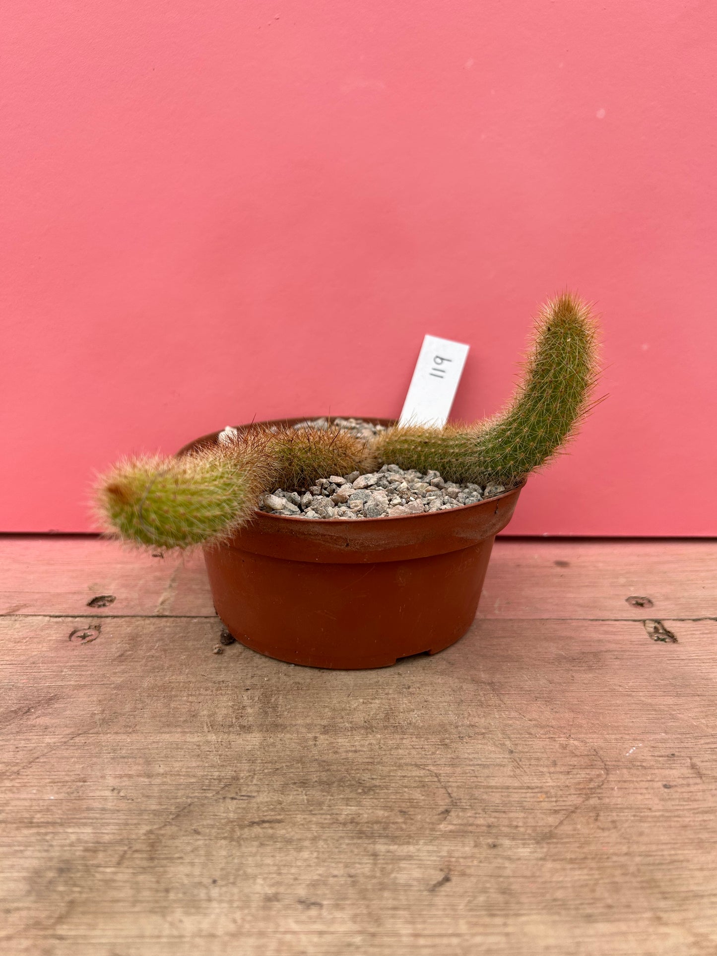 Cleistocactus brookeae subsp. vulpis-cauda (119)