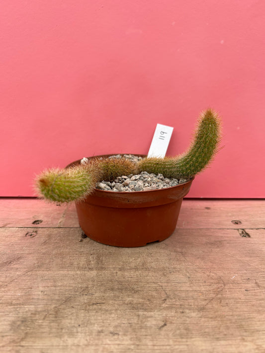Cleistocactus brookeae subsp. vulpis-cauda (119)