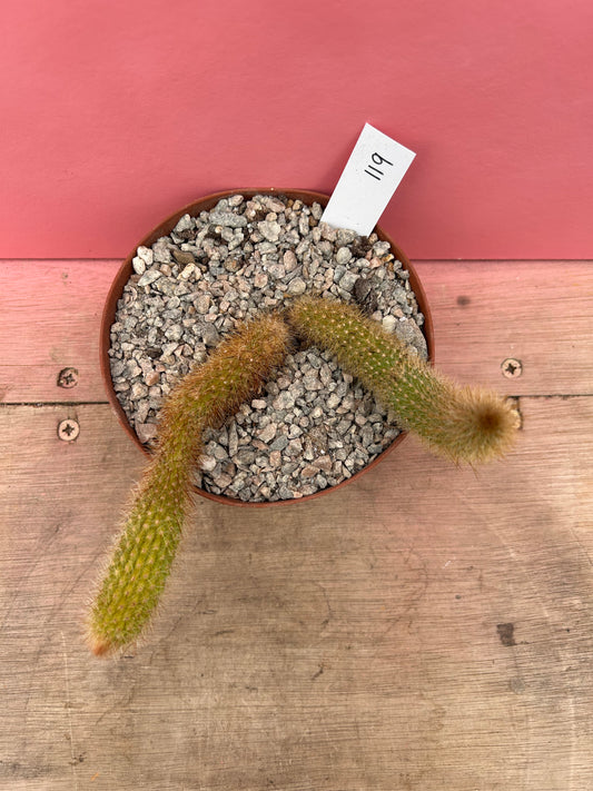 Cleistocactus brookeae subsp. vulpis-cauda (119)