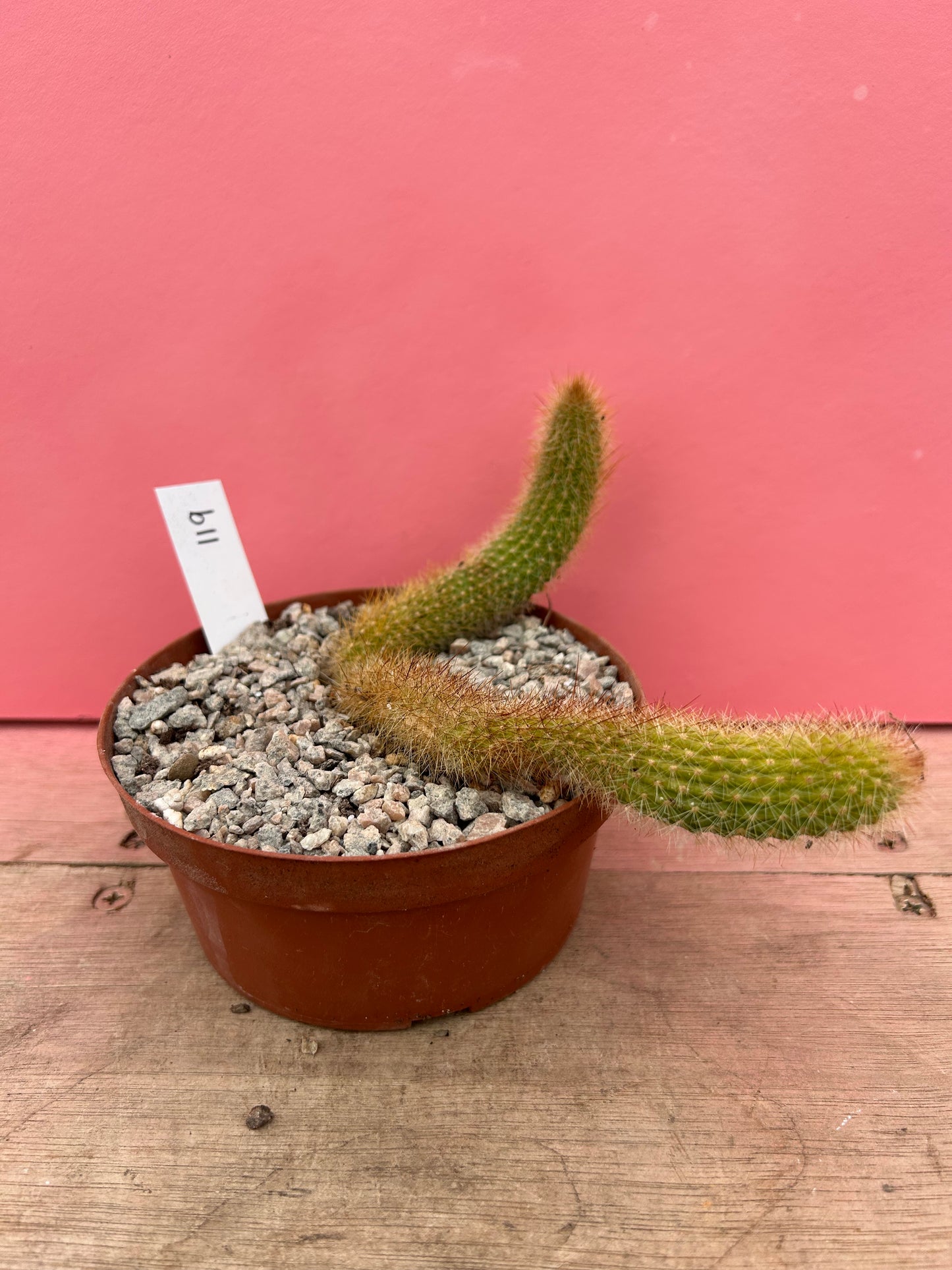 Cleistocactus brookeae subsp. vulpis-cauda (119)